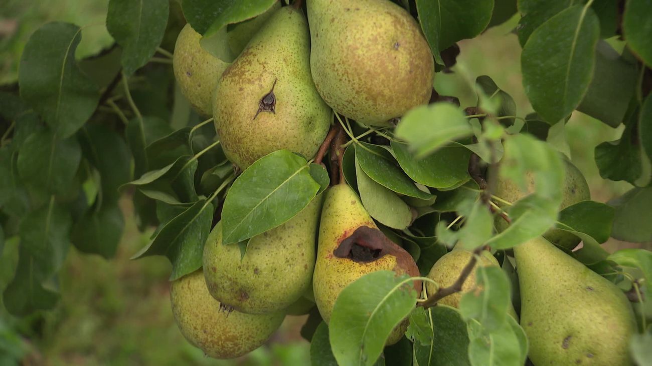 Beschadigde appels en peren door de hagel van juni, de oogst is begonnen