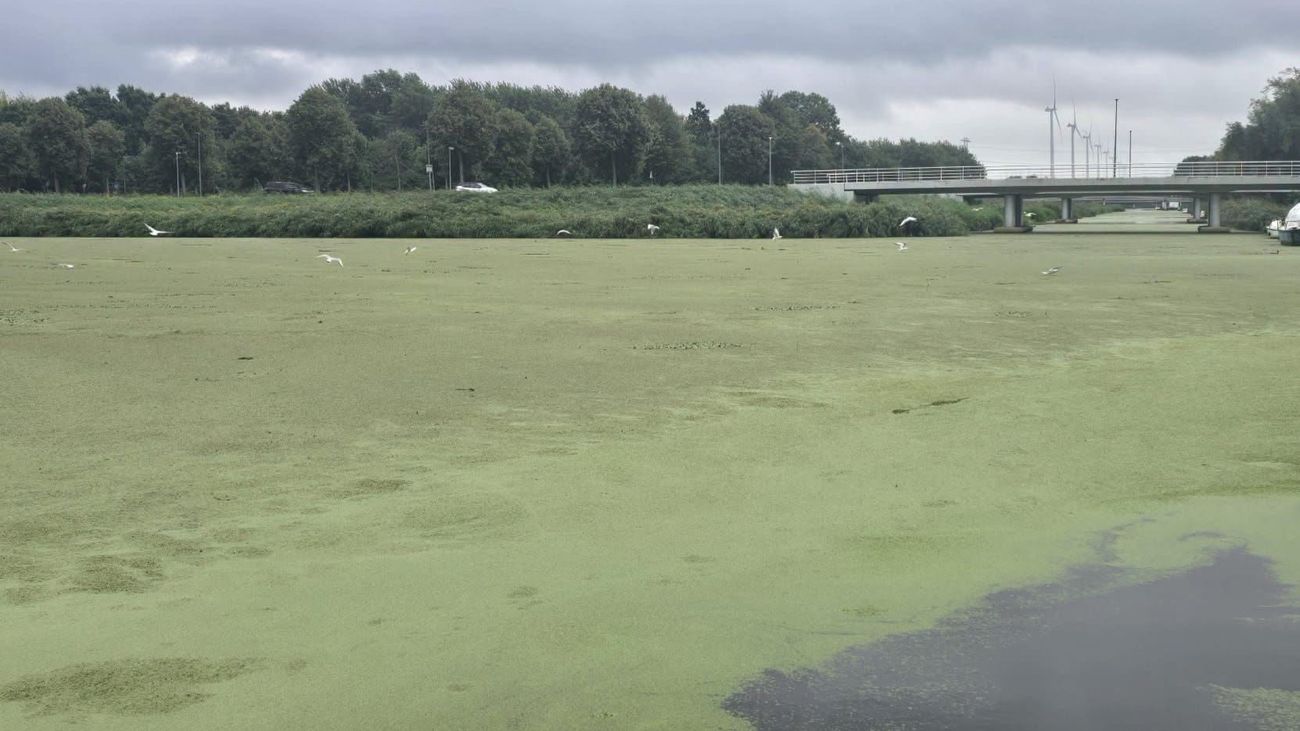 Opnieuw vissterfte in Almere Buiten als gevolg van kroos, nu in de havenkom
