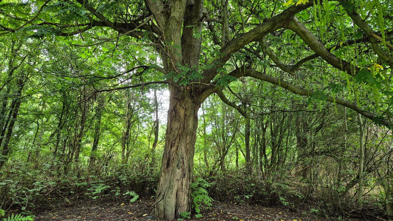 Wordt de Morren-boom in Dronten 'Boom van het Jaar'?