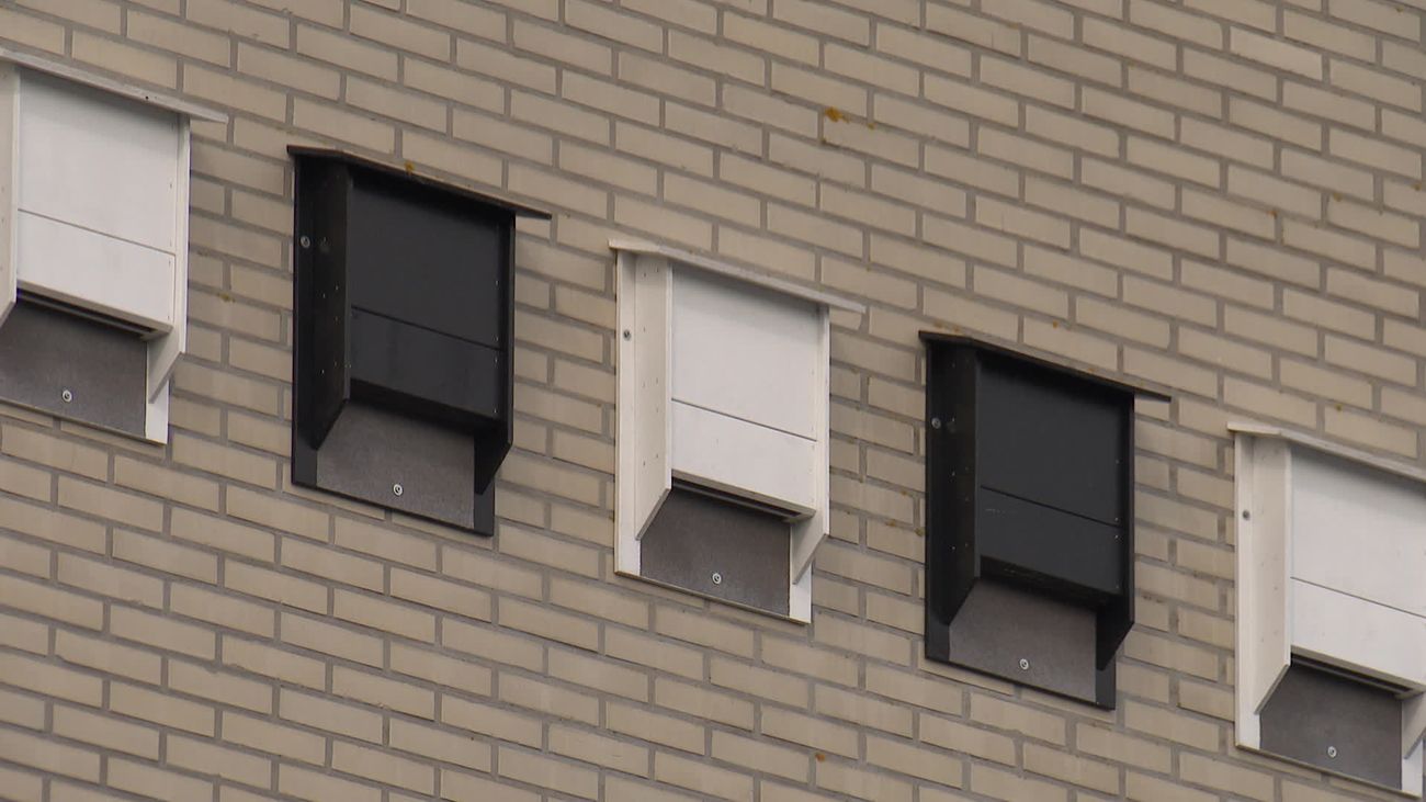 Vleermuizen moeten gemeentehuis verlaten voor renovatie, nieuwe woonruimte hangt klaar