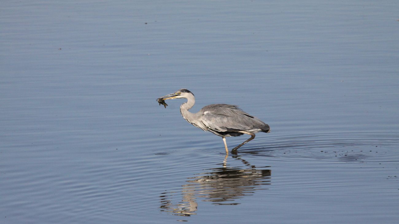 Vogeltrek Oostvaardersplassen: volle visbuiken helpen vogels op weg naar het zuiden