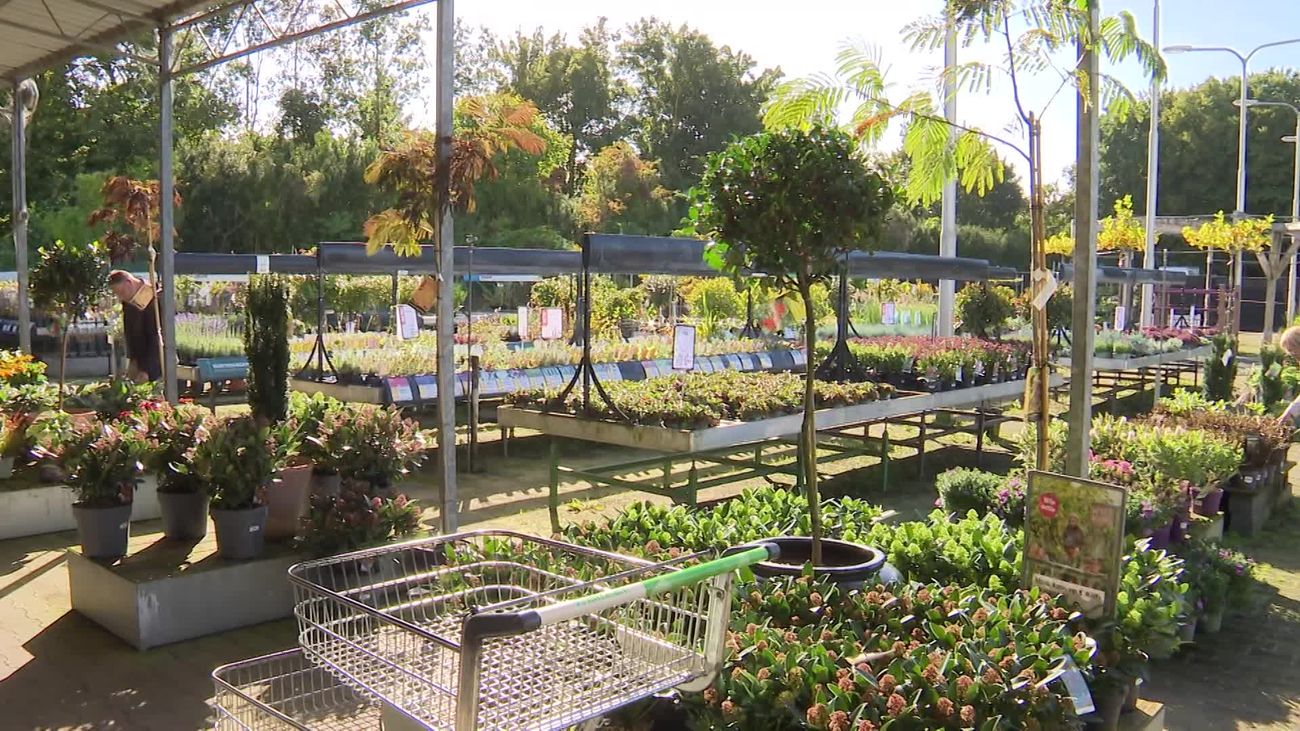 Bloementelers houden hart vast nu kabinet plan voor btw-verhoging voor bloemen en planten doorzet