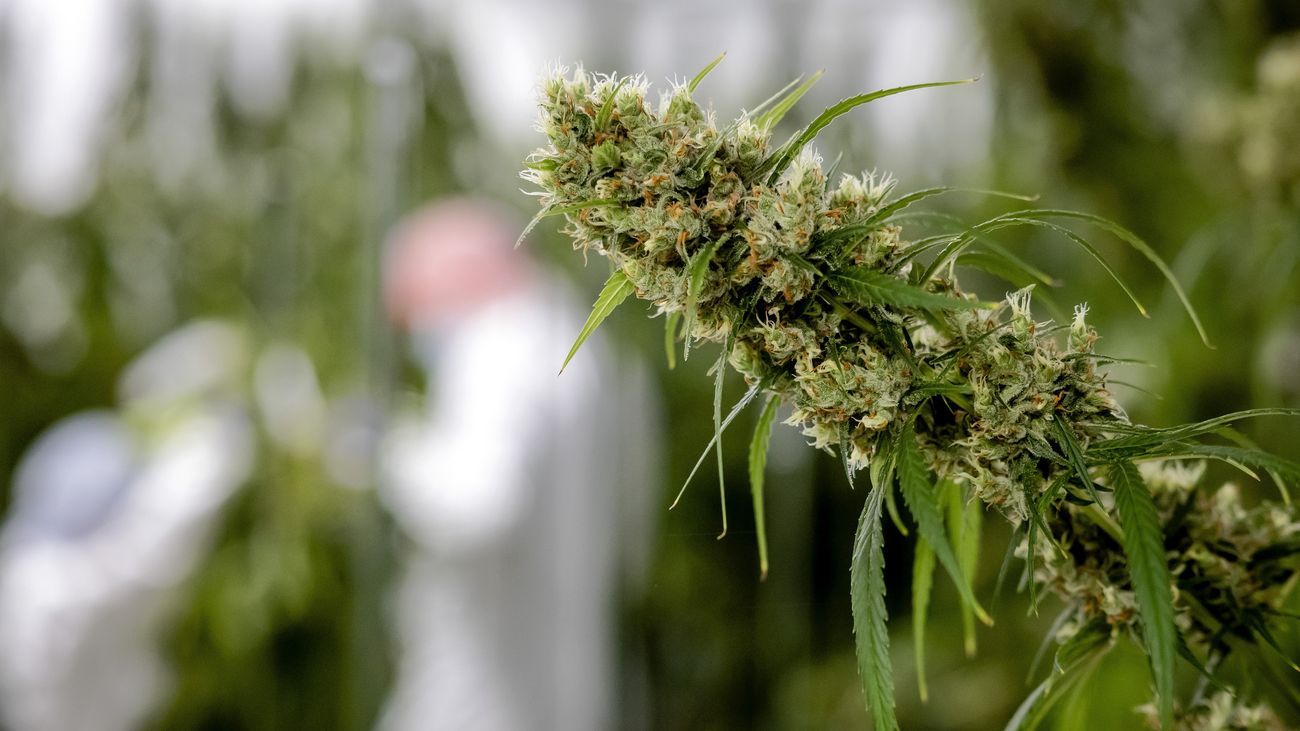 Medicinale wietleverancier Emmeloord vraagt uitstel van betaling aan: 'Gevolg van afbouw van overhei