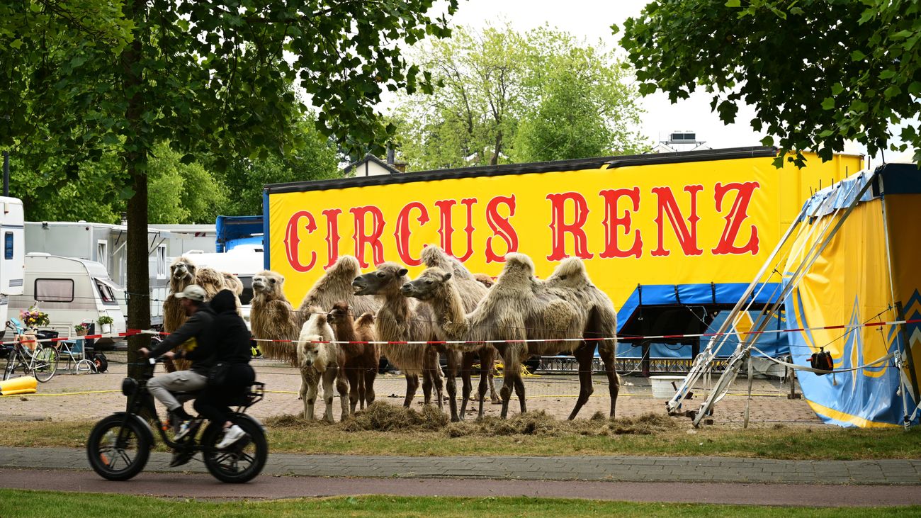Geen verdwijntruc: dit is waarom het circus langer in Zeewolde blijft