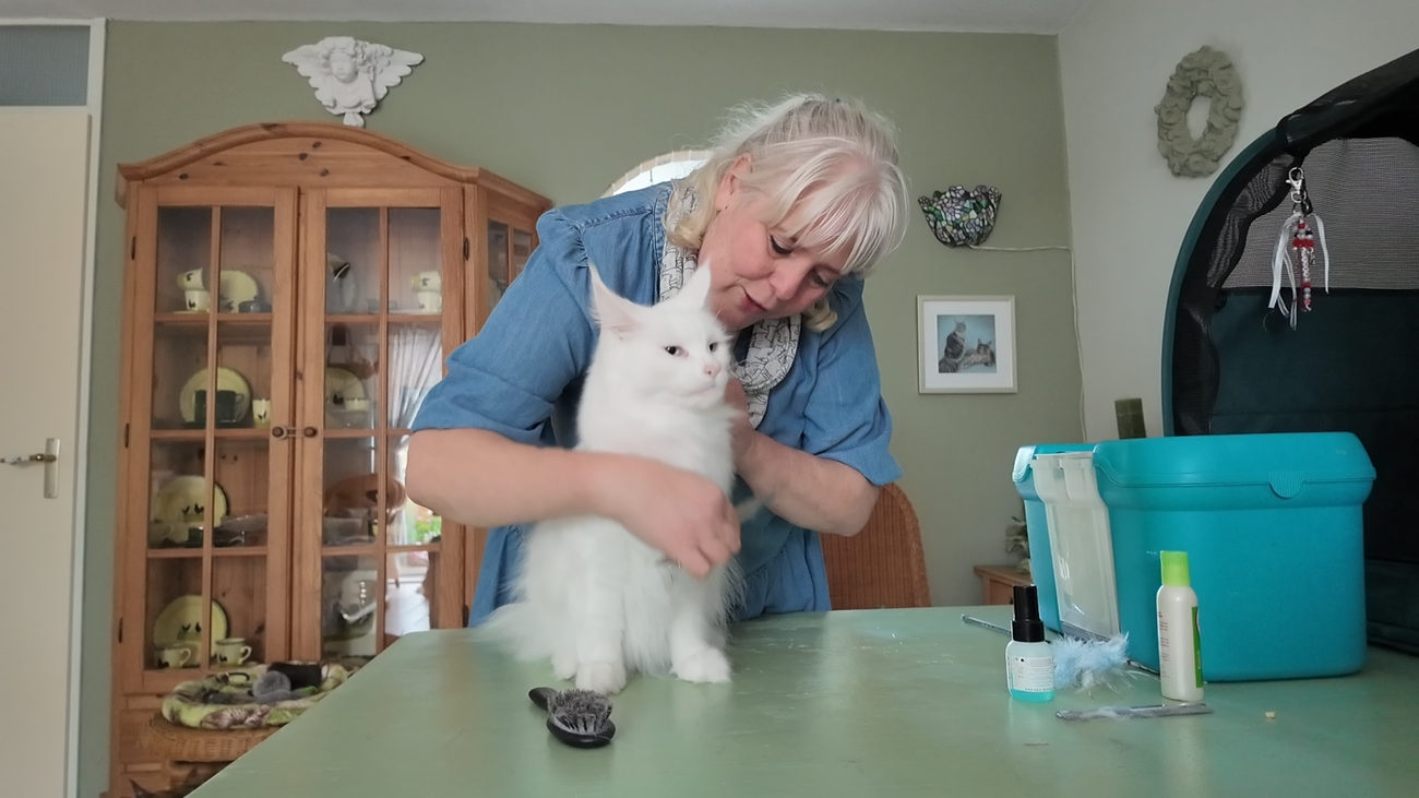 Shampoo, poeder en een eigen beautycase: Almeerse katten klaargestoomd voor wereldshow