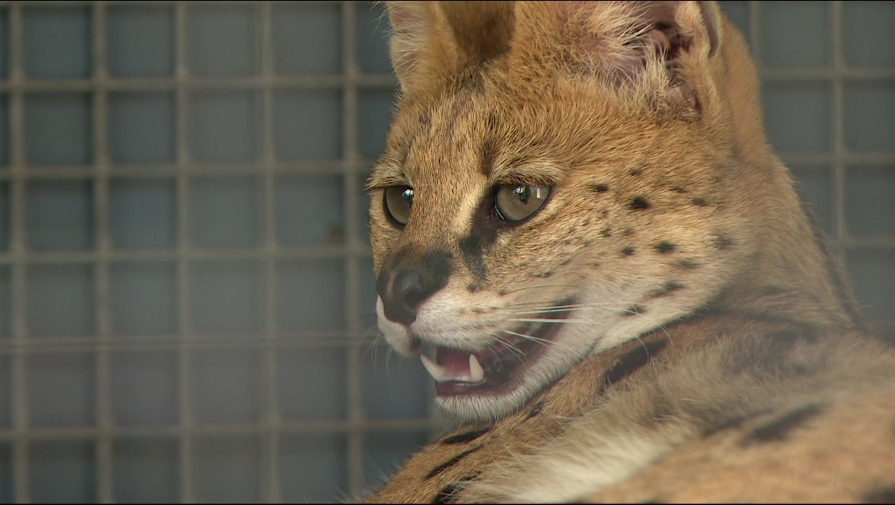 Nieuws - AAP maakt zich zorgen: 'Zonder lijst lopen dieren opnieuw risico'