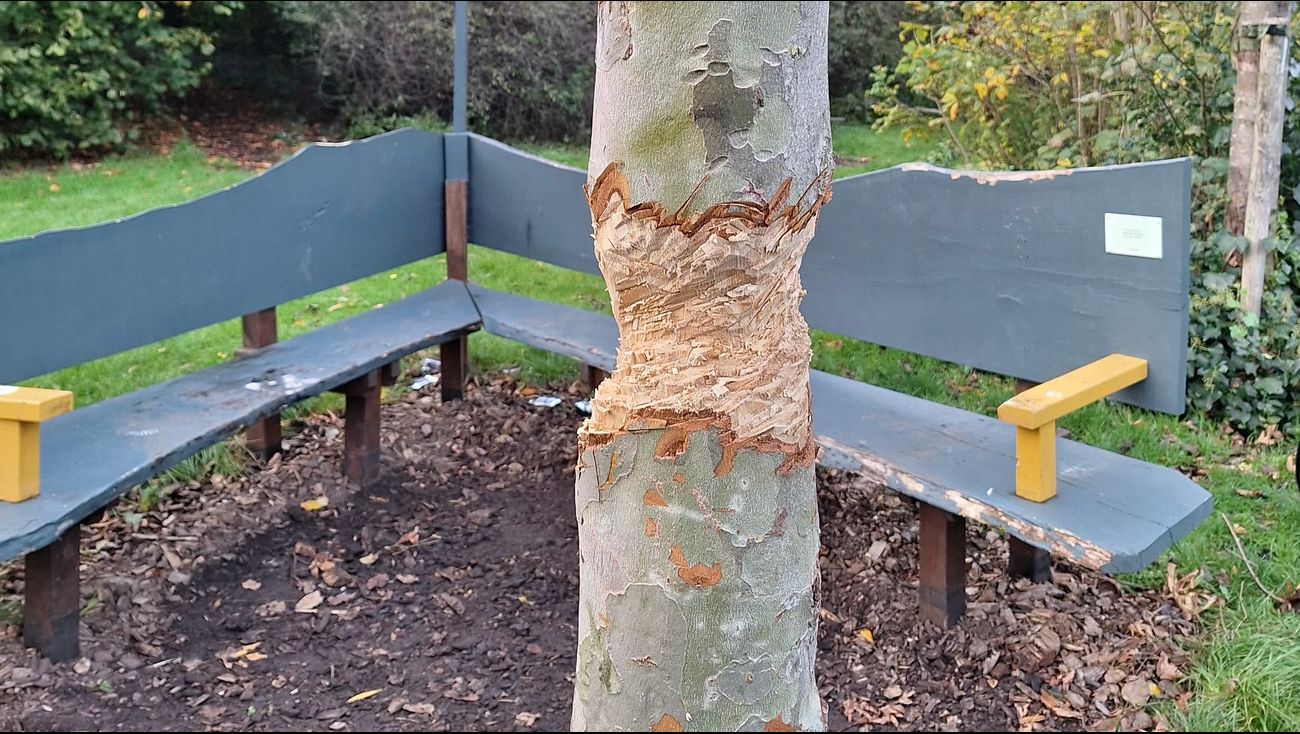 Nieuws - Burgemeestersboom Bultpark ten dode opgeschreven na vernieling