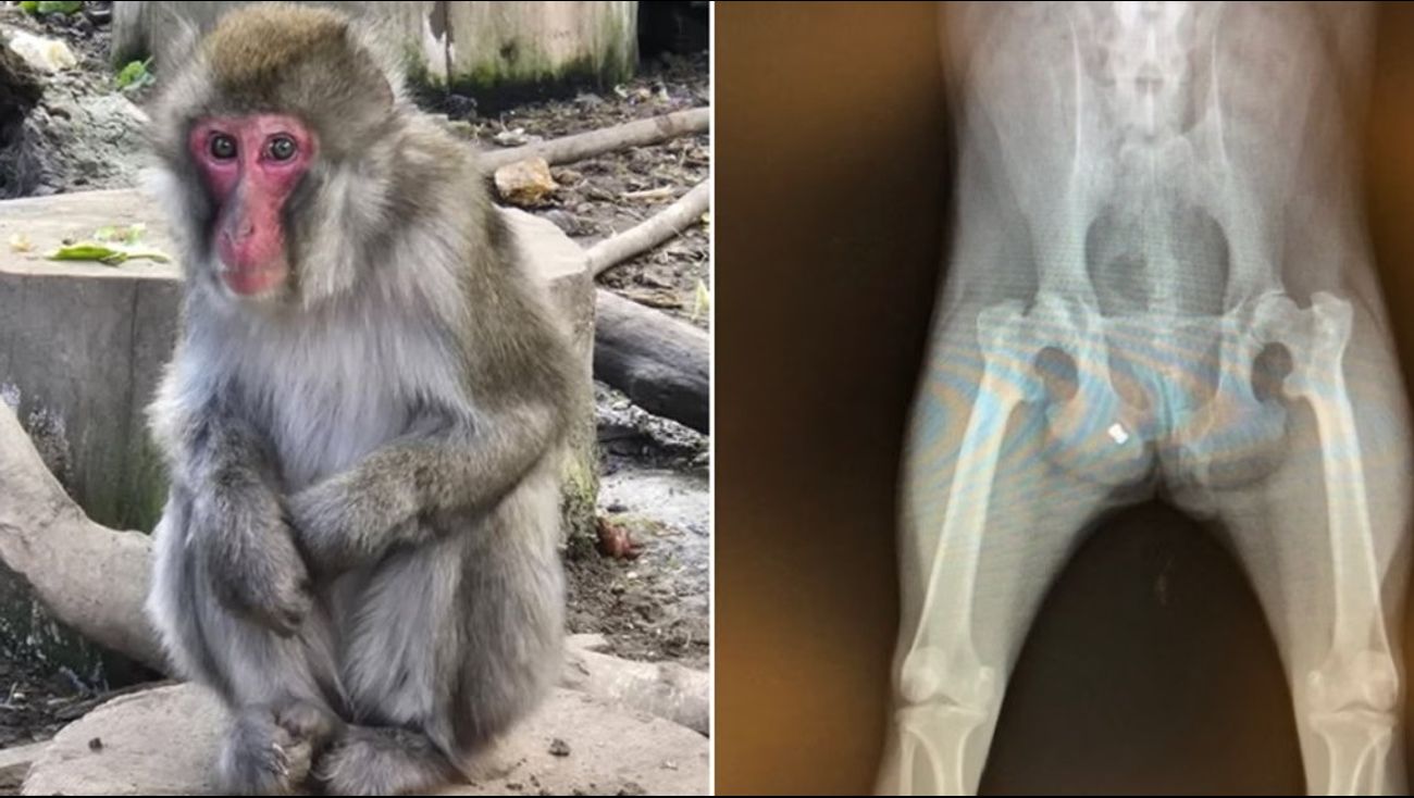 Nieuws - Stichting AAP vangt Japanse makaak op met heftig verhaal en kogel in haar achterwerk