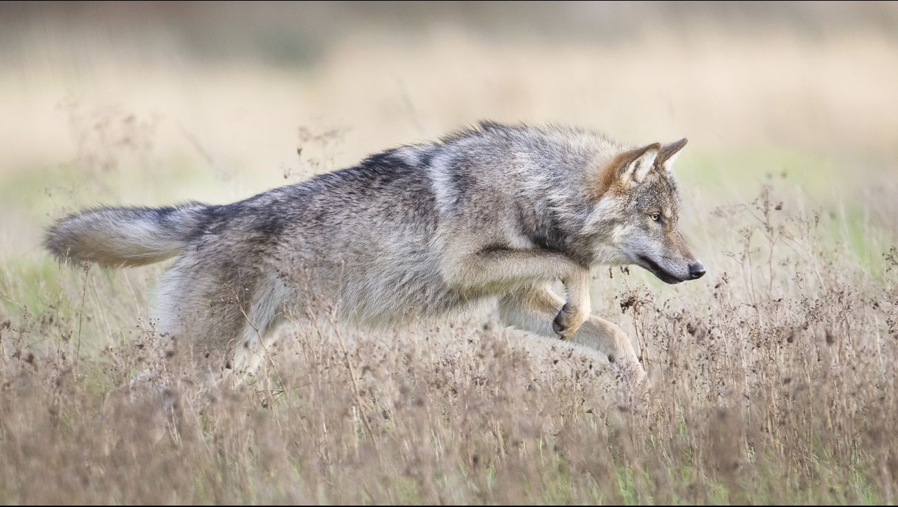 Nieuws - Dode schapen in Biddinghuizen, DNA-onderzoek moet uitwijzen of wolf betrokken is