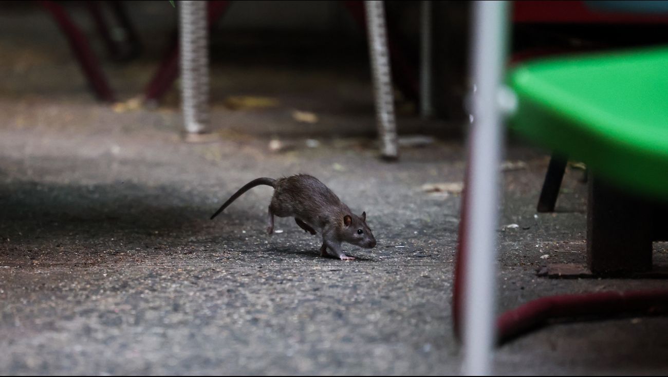 Nieuws - Ongedierte en slechte hygiëne: horecazaken komen niet door controle