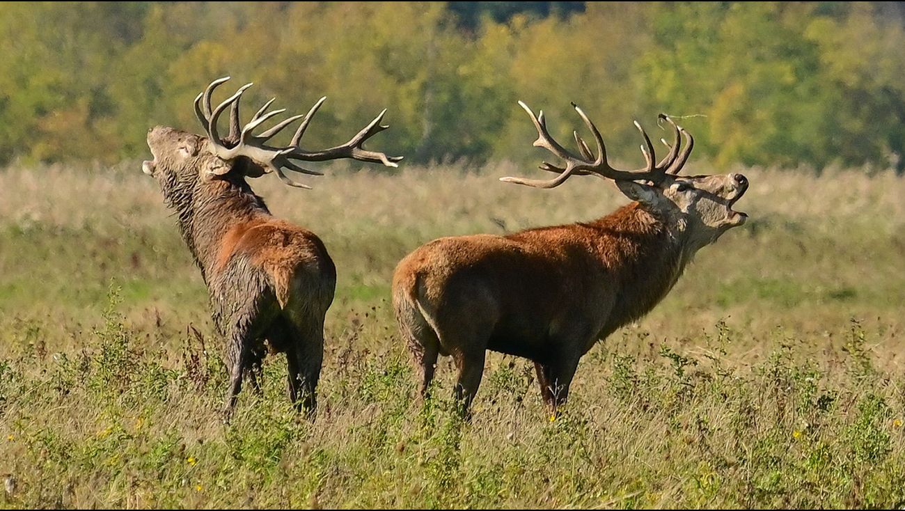 Nieuws - Staatsbosbeheer onderzoekt verwantschap edelherten in natuurgebied