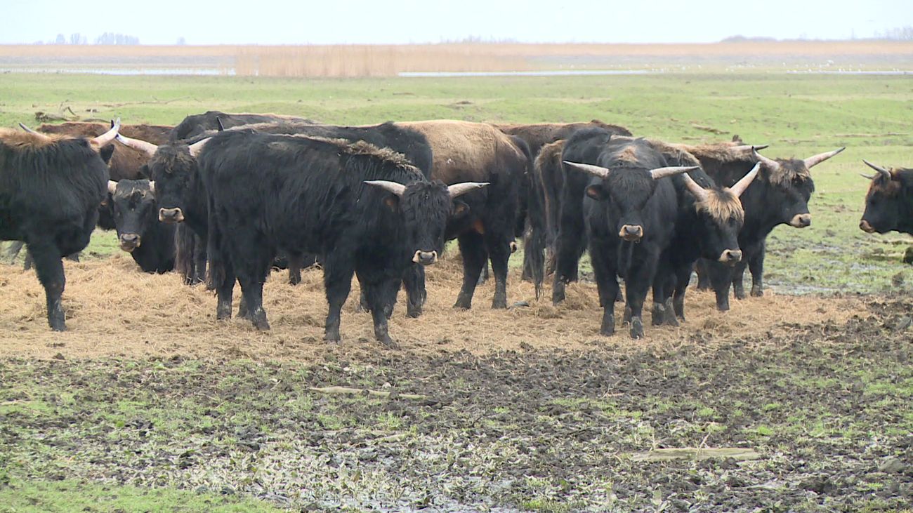 Nieuws - Politiek ziet niets in tussentijdse discussie over grote grazers Oostvaardersplassen