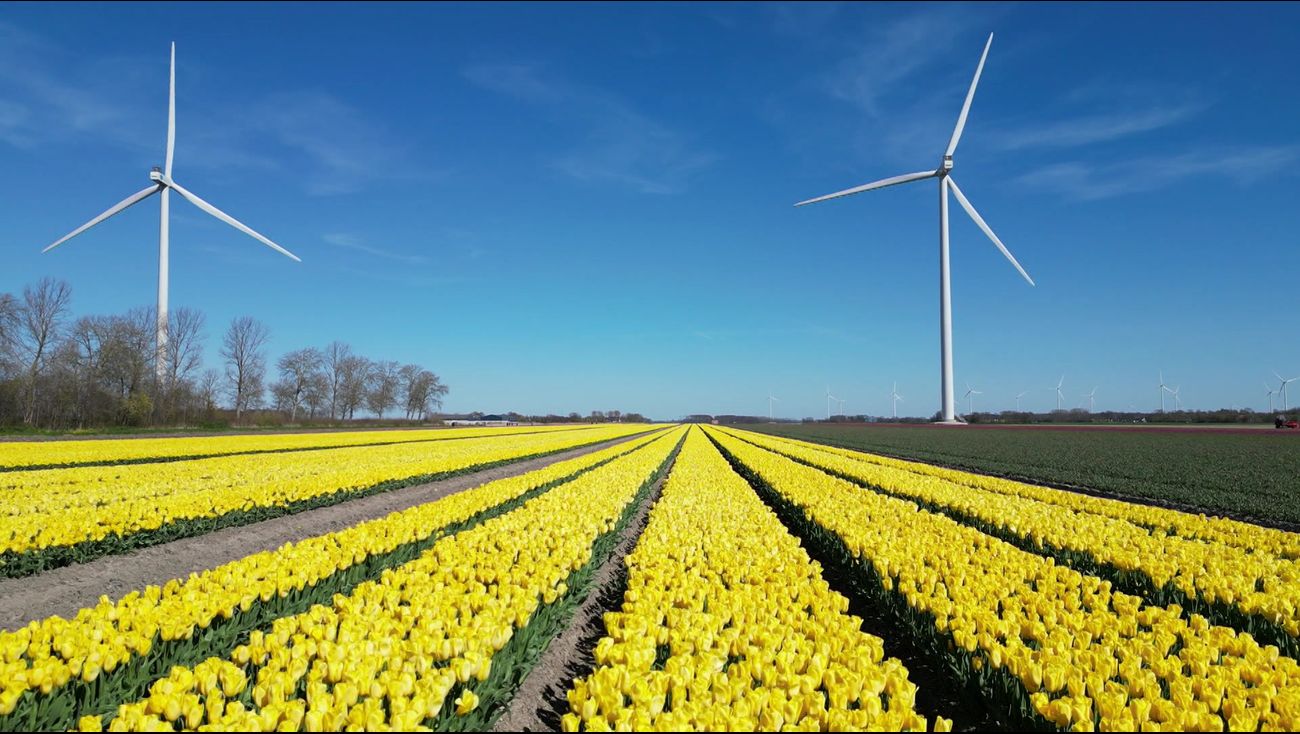 Nieuws - Tulpenroutes van start, enthousiaste boer hoopt wel op wat regen
