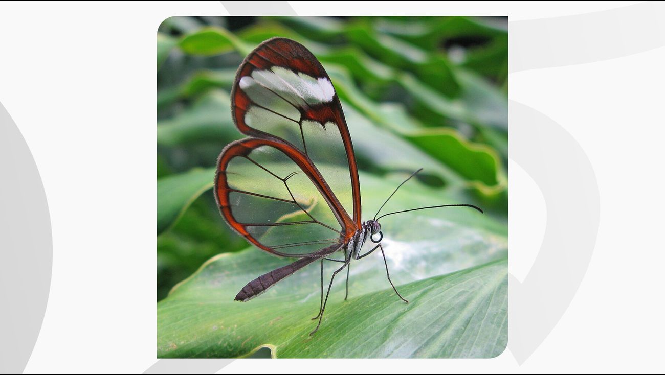 Gemist - Een doorzichtige vlinder in Luttelgeest