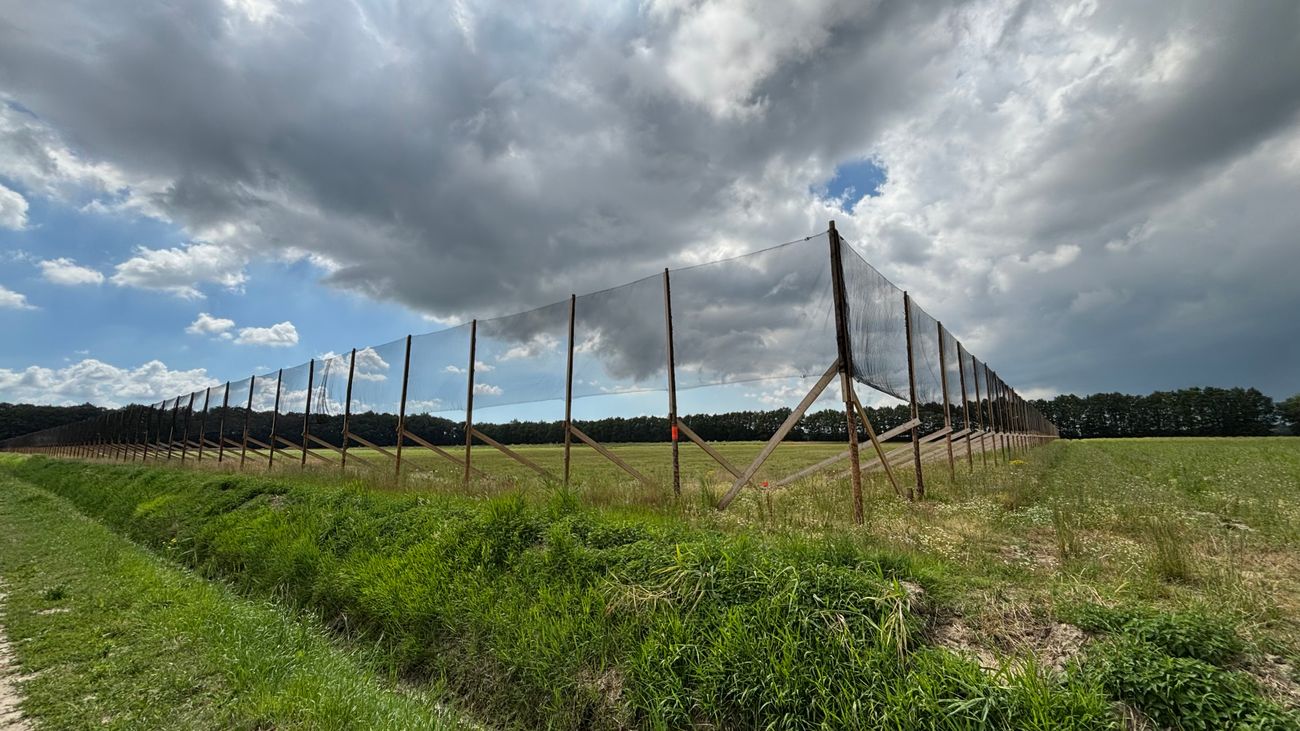 Nieuws - Bijzonder scherm langs Voorsterweg helpt vleermuizen veilig op weg