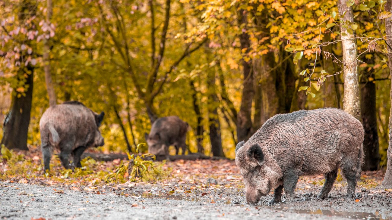 Geliefde zwijnen Natuurpark moeten weg: maar waar moeten ze naartoe?
