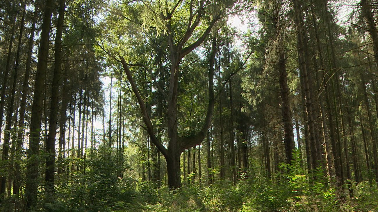 Koningsboom van Zeewolde na vijf jaar nog altijd vitaal, al verliest hij zijn glans
