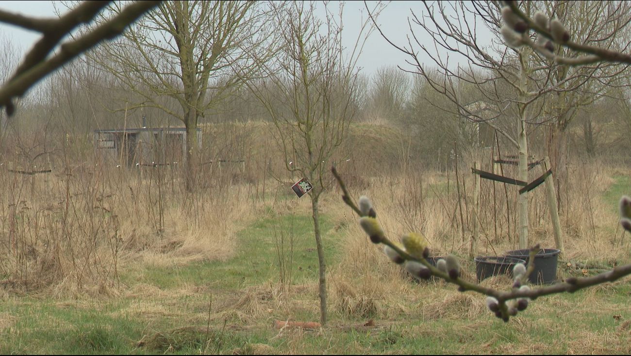 Nieuws - Boom op Roggebotstaete maakt kunstproject over vliegen en klimaatverandering tastbaar
