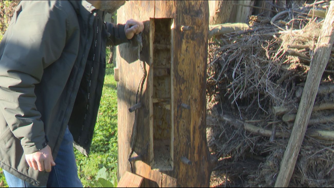 Nieuws - Opnieuw zorgen om bijensterfte: ‘Zo kan het gewoon niet doorgaan’