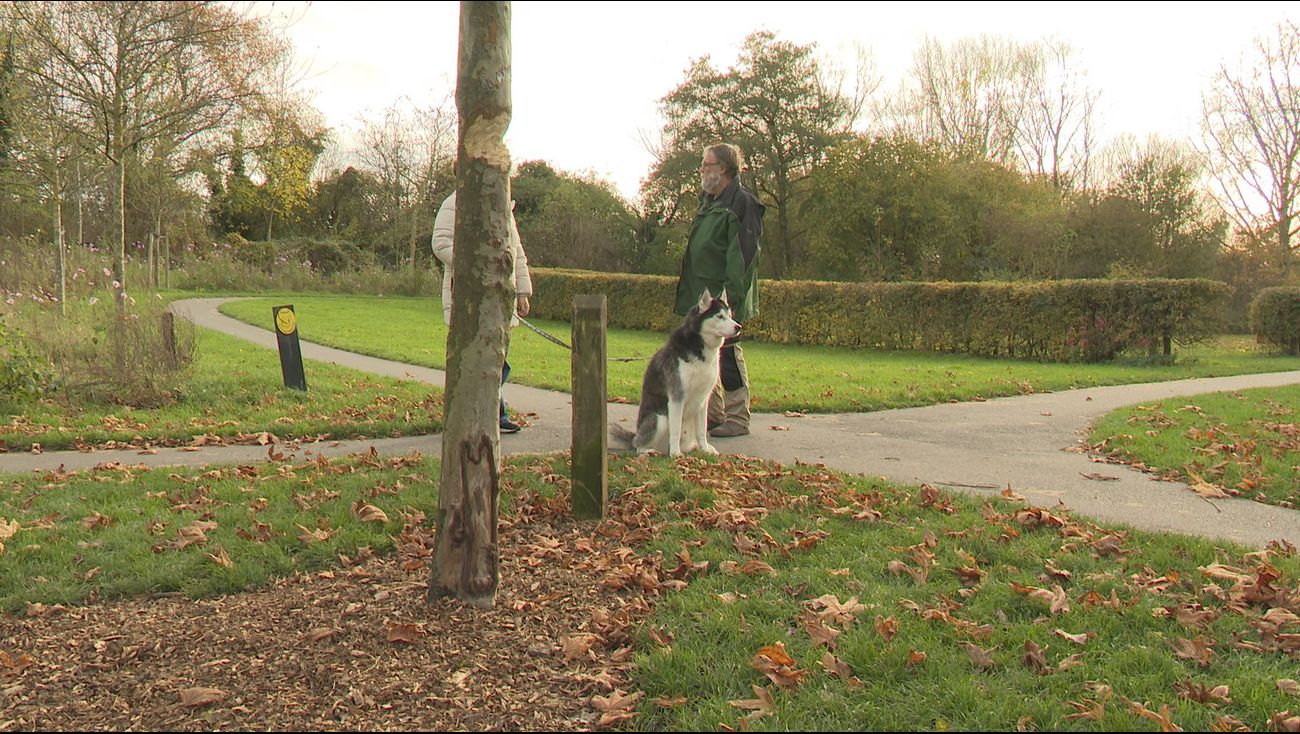 Nieuws - Bultpark herstelt van schok na vernieling geliefde burgemeestersboom