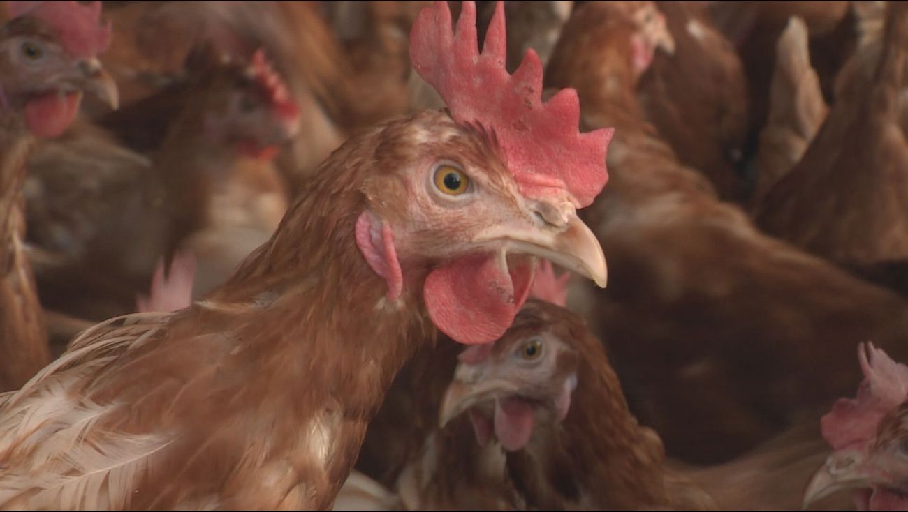 Nieuws - Eerste stap naar vaccinatie tegen vogelgriep begint in Lelystad