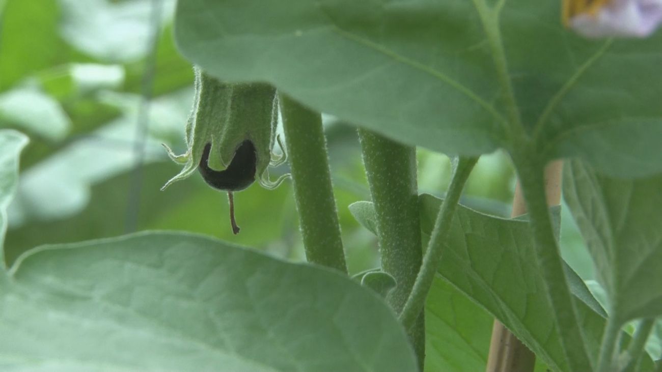 Gemist - Voedselbank Dronten heeft een eigen moestuin