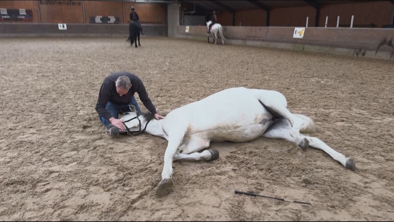 Nieuws - Drie Flevolandse paarden spelen zelfde rol in Oscar-inzending