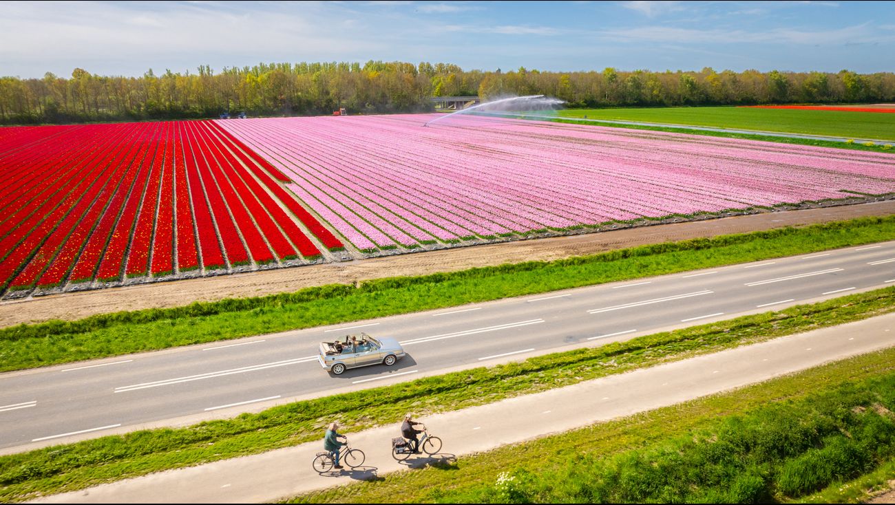 Nieuws - Nieuwe opzet Tulpenfestival werpt vruchten af met recorddrukte