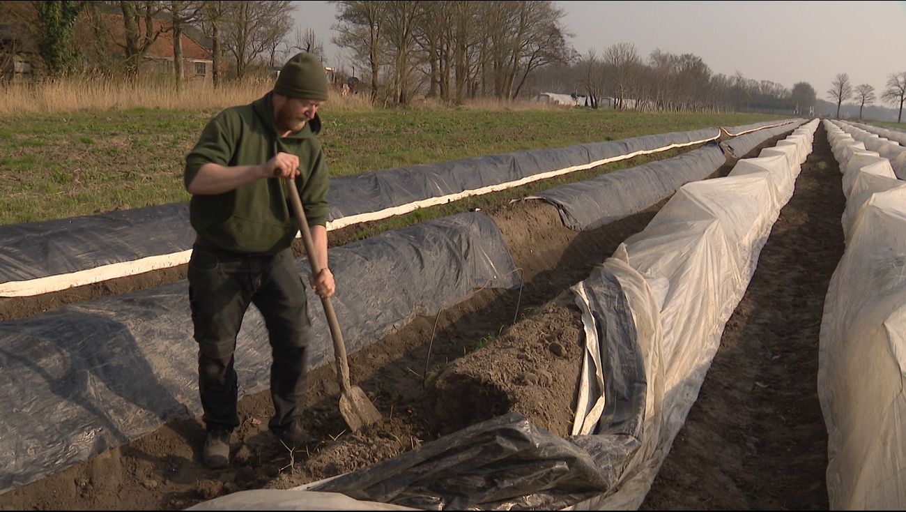 Nieuws - Aspergeseizoen bijna begonnen: wachten op veel voorjaarszon
