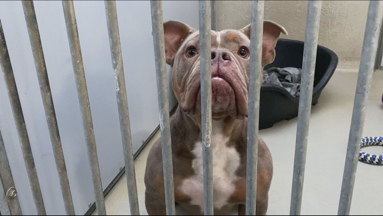 Nieuws - Werk dierenasiel in Almere overgenomen door de Dierenbescherming