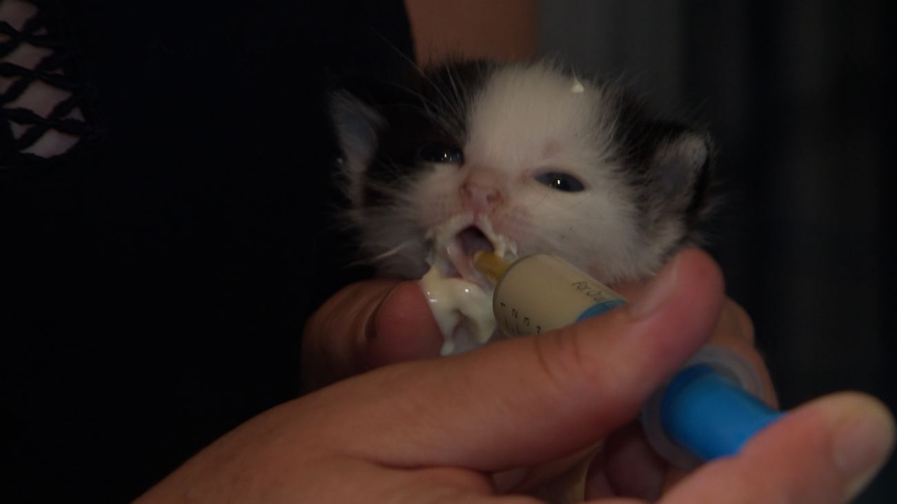 Nieuws - Vier gedumpte kittens in doos gevonden bij Kuinderbos: 'Wat voor mens bent u?'