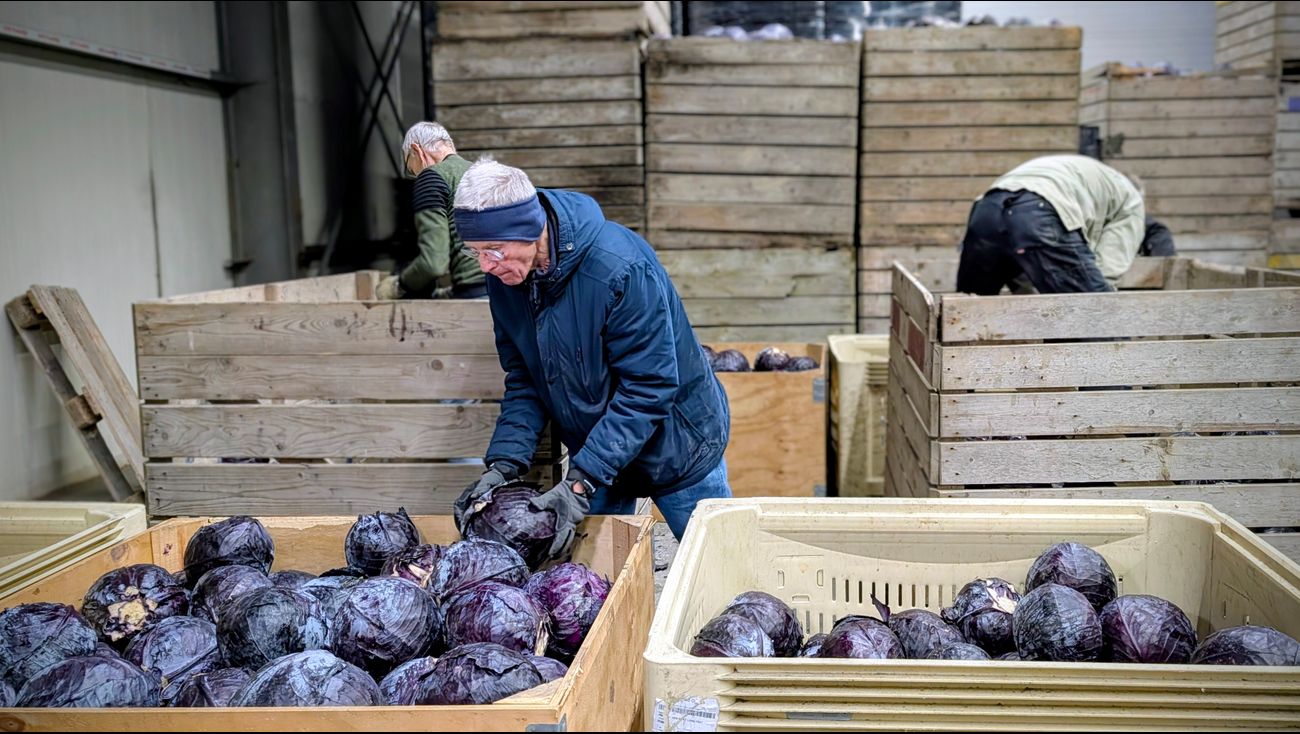 Nieuws - Gered van de ploeg: 100.000 kilo Lelystadse rode kool naar de Voedselbank