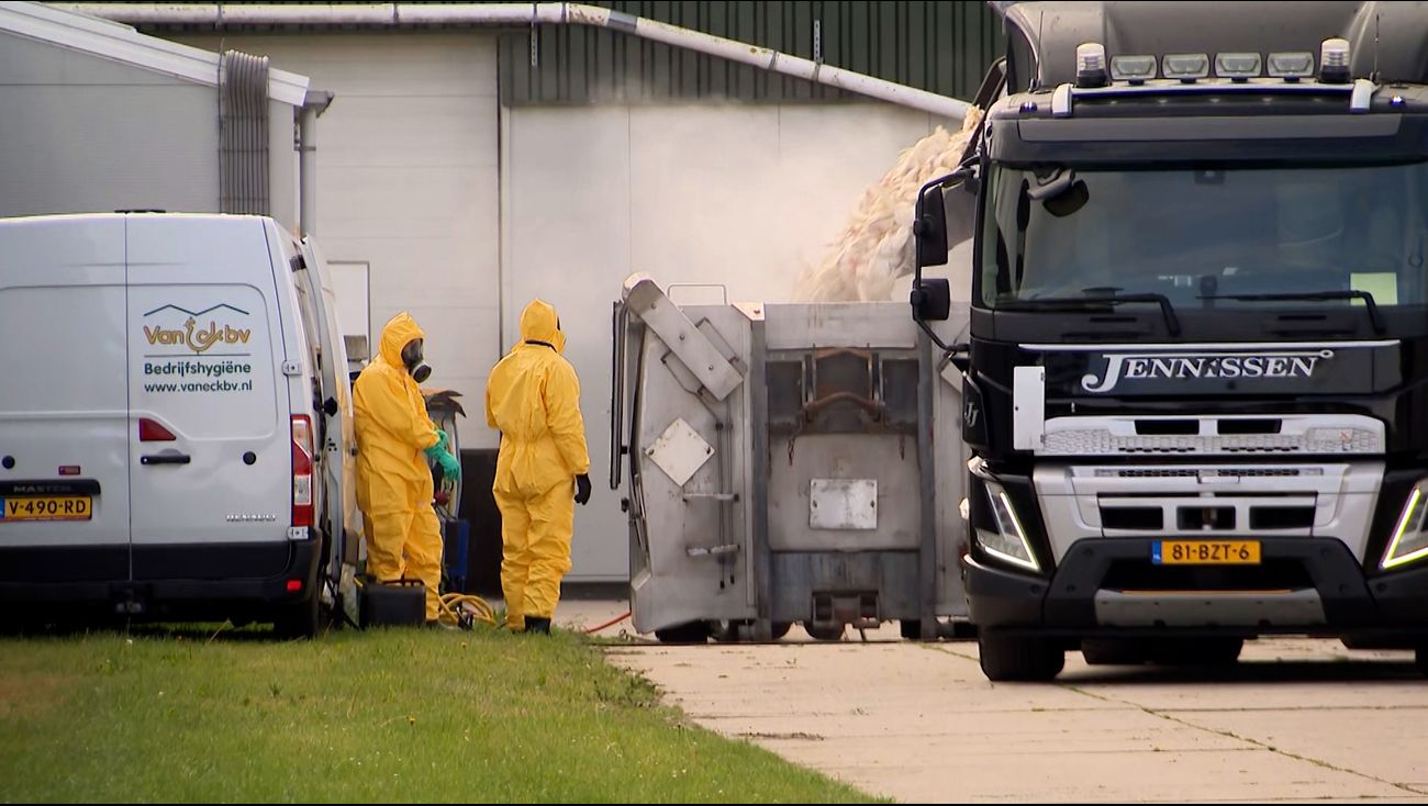 Nieuwsoverzicht 15/05 | Vogelgriep in Biddinghuizen • Bonenvlieg vernielt oogst van uienteler