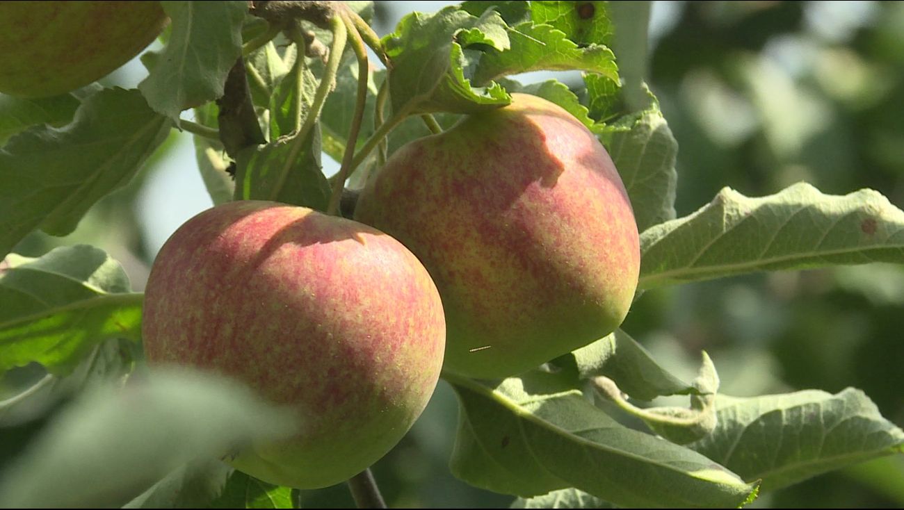 Nieuws - Voedseltuin om mensen weer aan het werk te krijgen