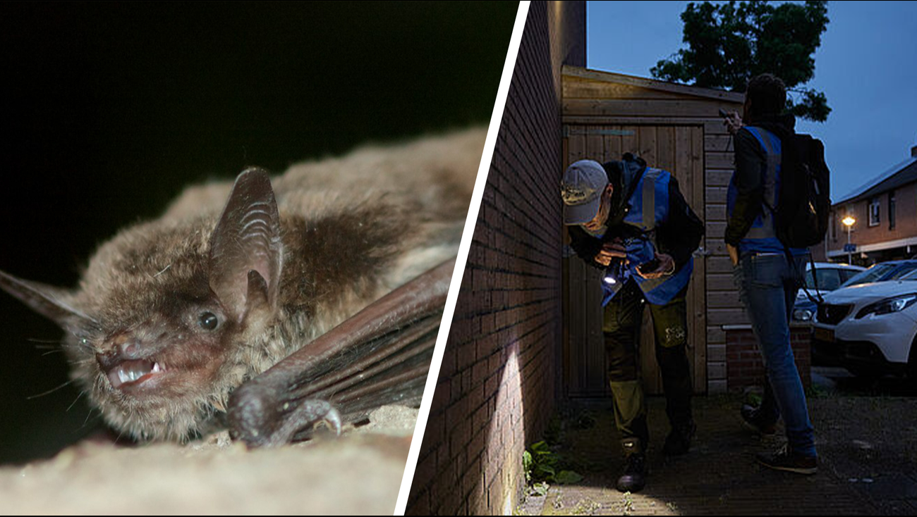Nieuws - Onderzoekers speuren naar beschermde dieren in woonwijken Zeewolde