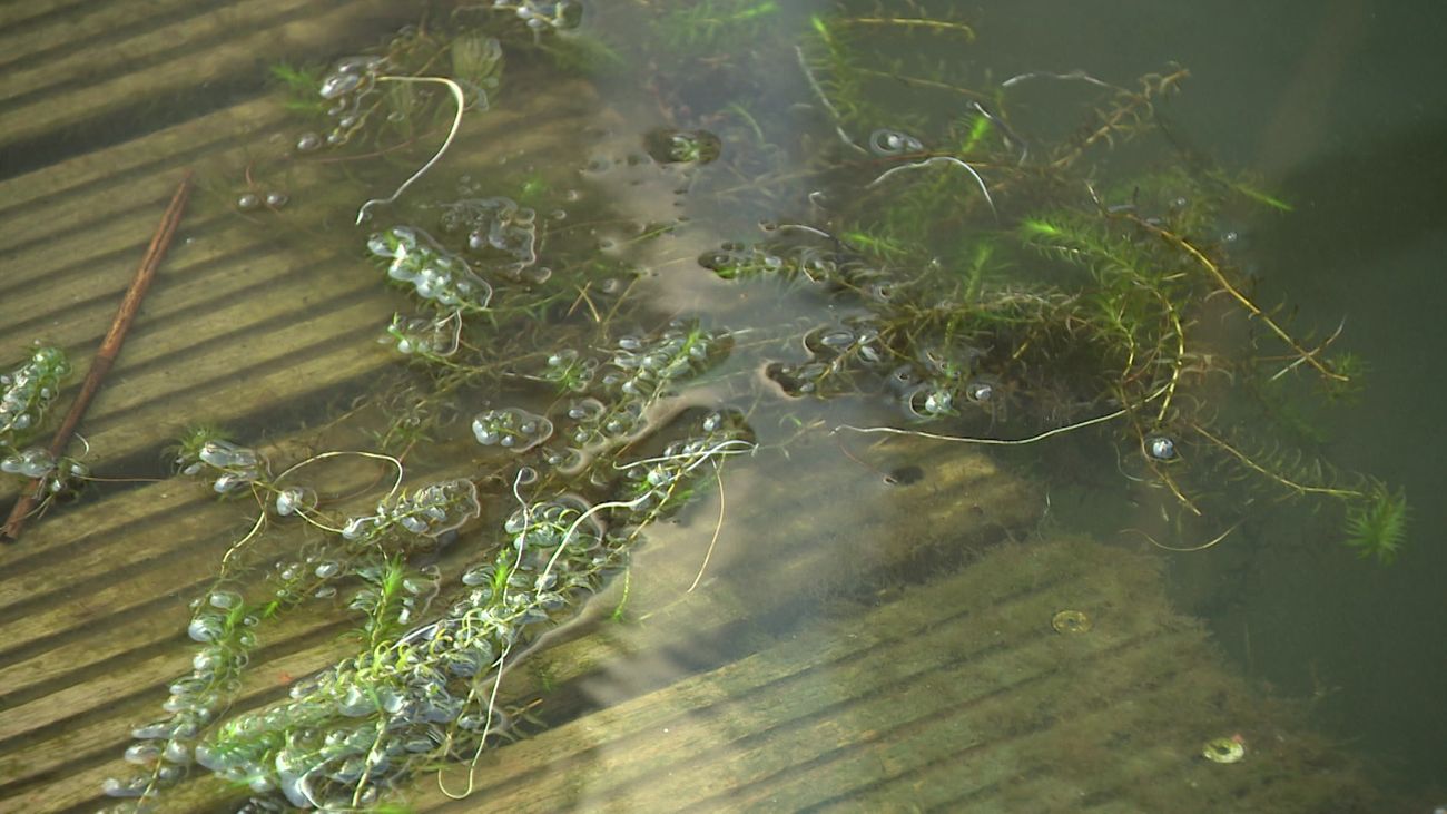 omroep-flevoland-nieuws-overlast-van-waterplanten-op-randmeren-valt